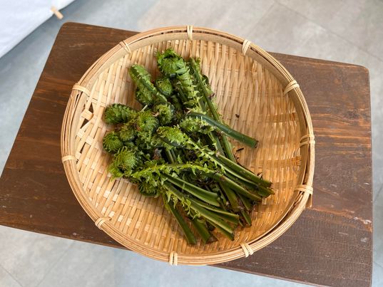 長野県飯山市ヒュッテ鈴荘さんのこごみ　～寝屋川　お米屋さん～